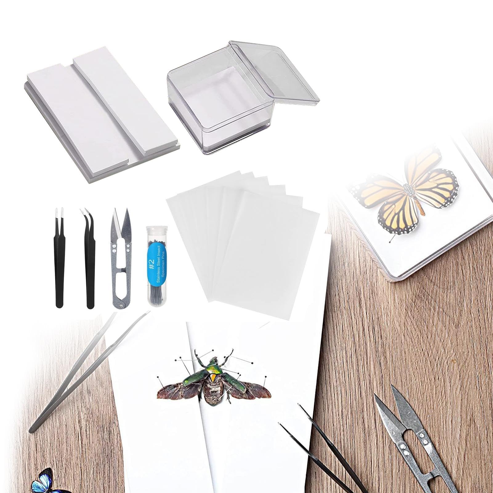 Amazon | 標本キット昆虫標本キット | 蝶のコレクション昆虫学 | 標本