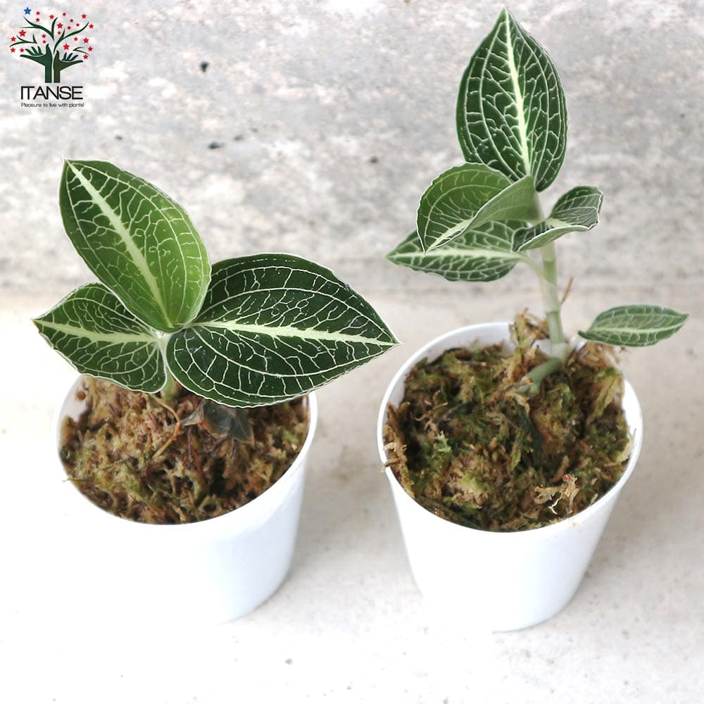 アネクトキルス・ロクスバーギー／ジュエルオーキッド・水草【観葉植物