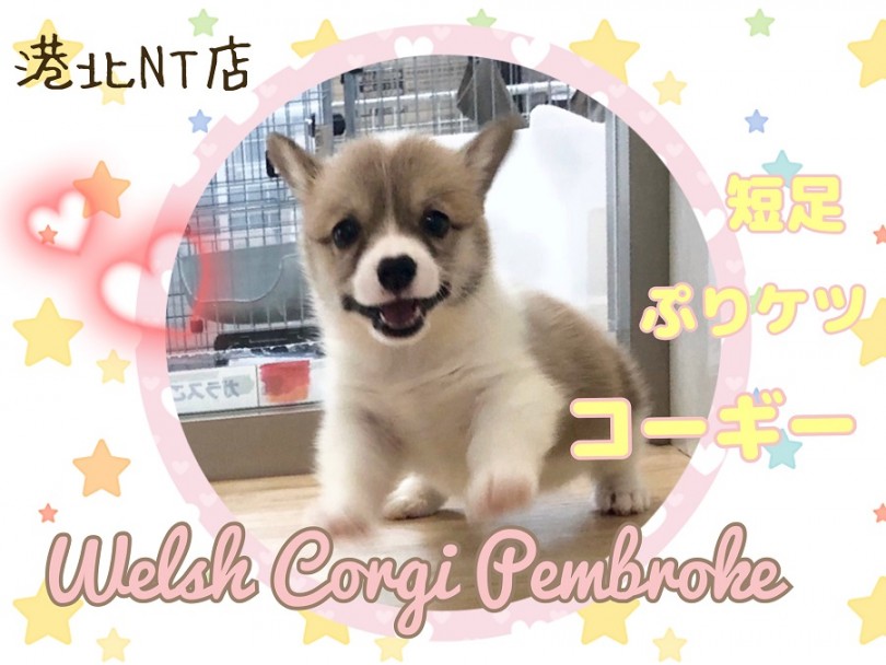 コーギー 】港北NT通信！短足ぷりケツ二頭身 うるうるタレ目の女の子