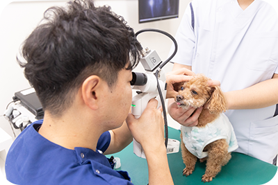 眼科 ｜ 愛媛県今治市の動物病院なら『MIRU（ミル）動物病院』