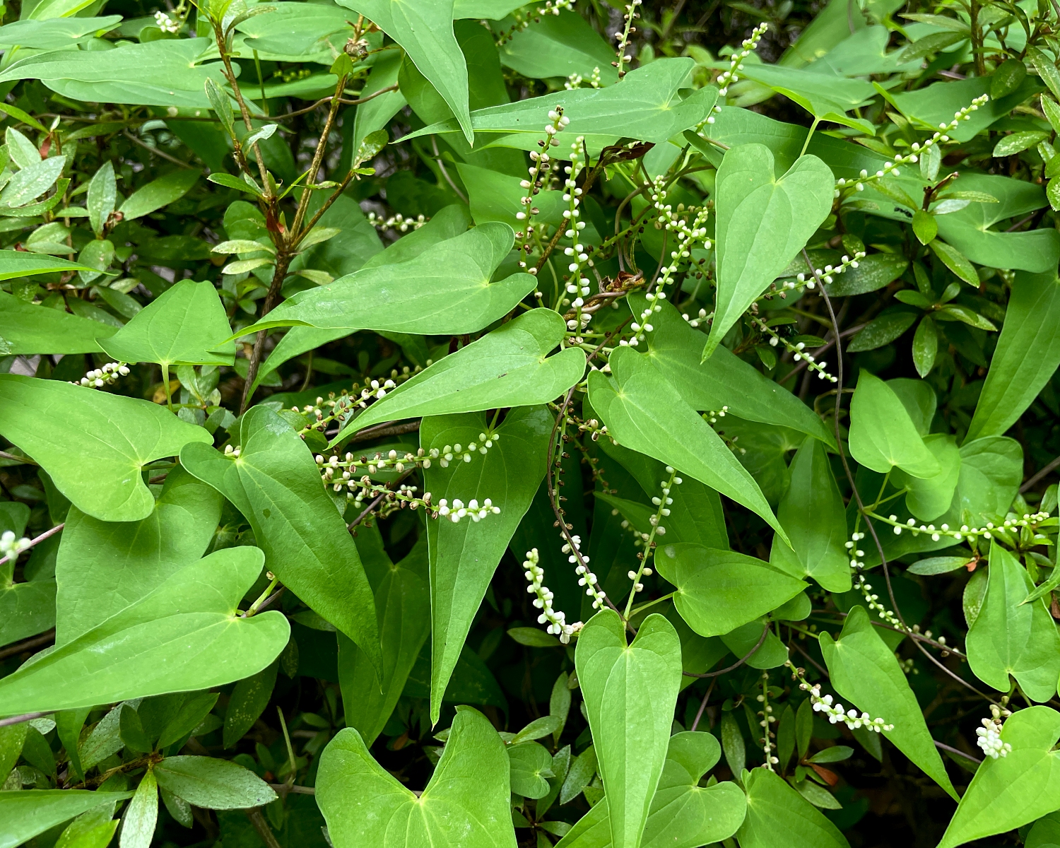 ヤマノイモ | 山川草木図譜 | 野山の植物, 夏, 8月, 街での植物