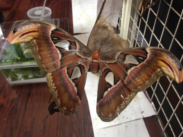 モスラのモデル！？世界最大級の蛾「アヤミハビル（ヨナグニサン