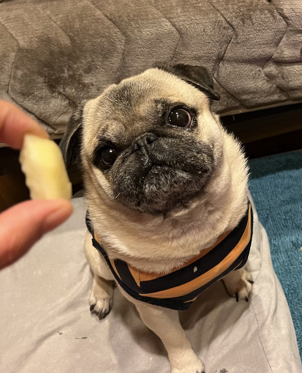 🍌か？…なんか違うなぁ…🐶 #パグ #pug