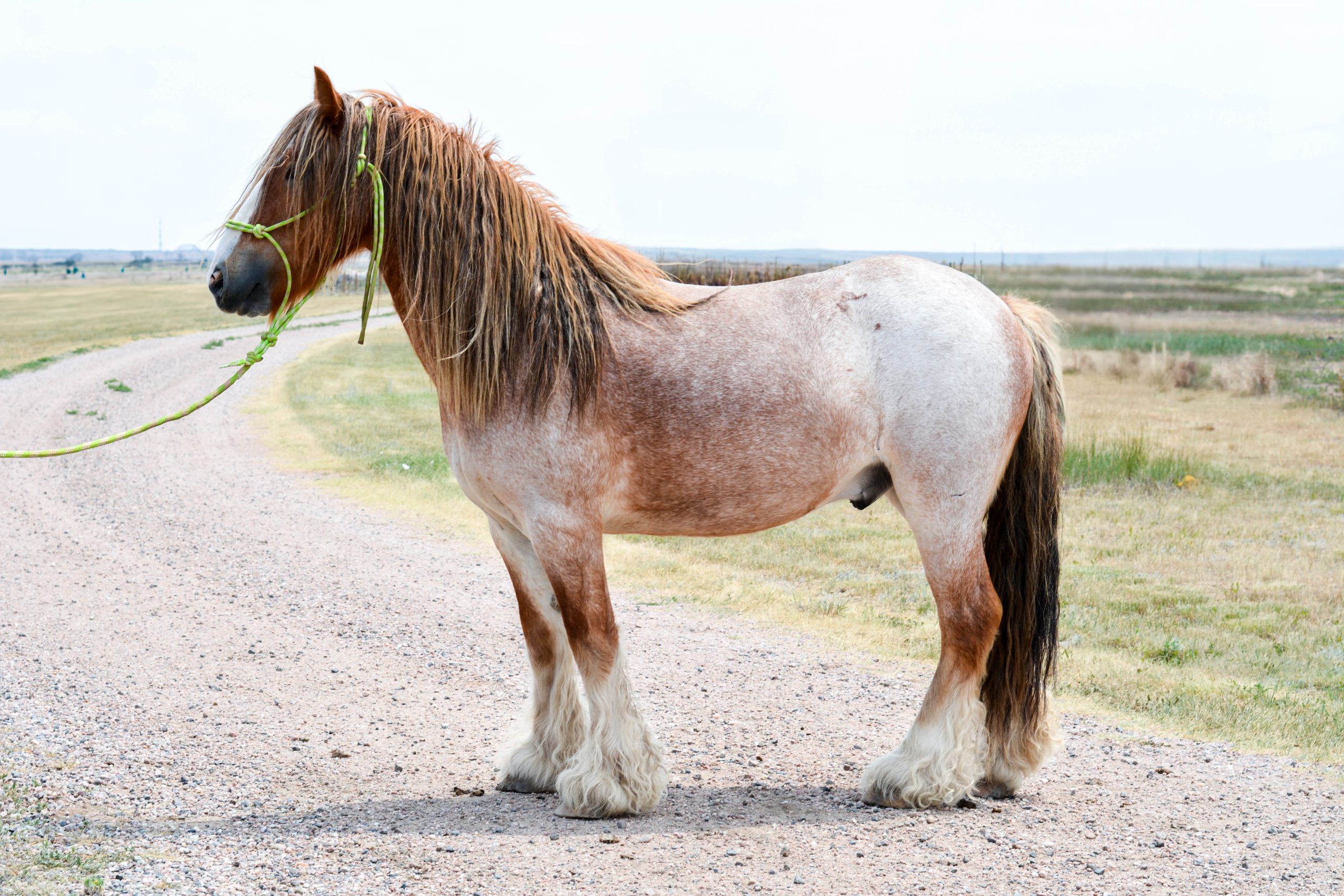 Catalog | Timed Auction - Leaning Cross Ranch Gypsy Cob Production