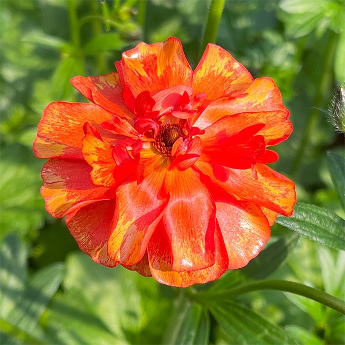 ラナンキュラス ラックス ルージュセット｜種（タネ）,球根,苗,資材