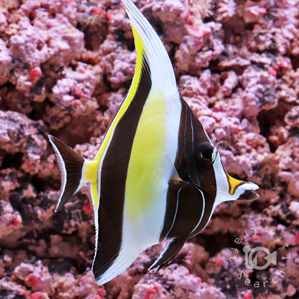 ツノダシ - 海水魚・小型水槽・人工ライブロック通販｜サーチライフ