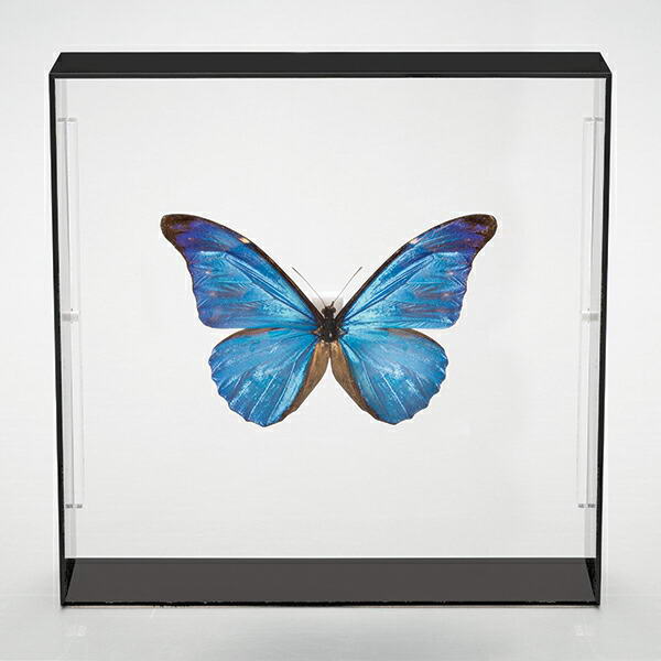 楽天市場】世界の珍しい本物の昆虫標本コレクション 第2弾 「キプリス