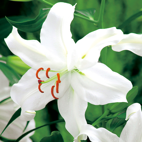 冷凍ゆり・冷凍カサブランカ（3月出荷）| 種・苗・ガーデニング用品の