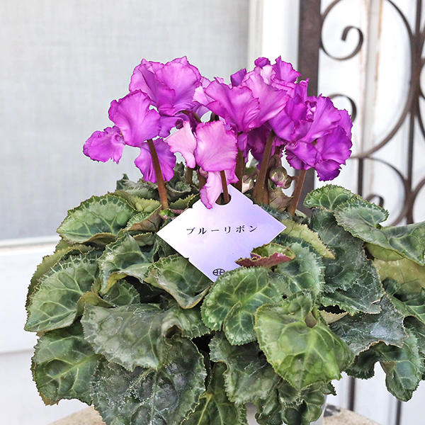 値下げセール 鉢花 シクラメン ブルーリボン 5号 多年草 紫 おしゃれ
