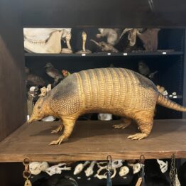 アルマジロの剥製 | 博物と古物の奇妙な雑貨店 シュレディンガーの猫