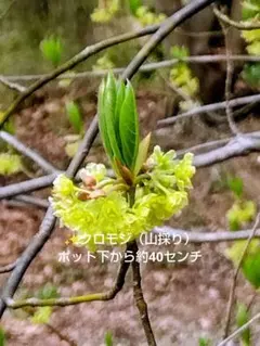 2026年最新】山採りの人気アイテム - メルカリ