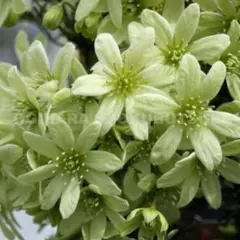 ☆クレマチス☆咲良の妖精☆3号鉢☆希少☆入手困難☆ - メルカリ