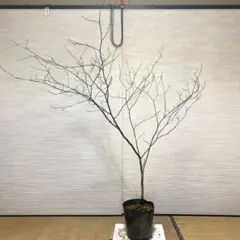 2026年最新】山採りの人気アイテム - メルカリ