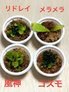 2026年最新】ビカクシダ 胞子培養の人気アイテム - メルカリ