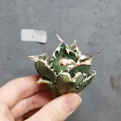 2026年最新】白幽霊 アガベの人気アイテム - メルカリ