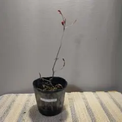 2026年最新】山採り ツツジの人気アイテム - メルカリ