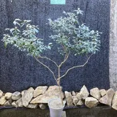 2026年最新】山採りの人気アイテム - メルカリ