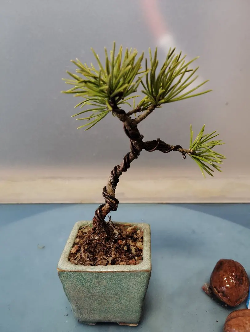 2026年最新】八房五葉の人気アイテム - メルカリ