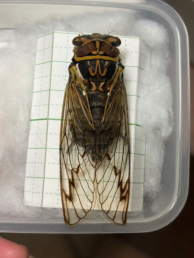 2026年最新】エゾゼミ 標本の人気アイテム - メルカリ