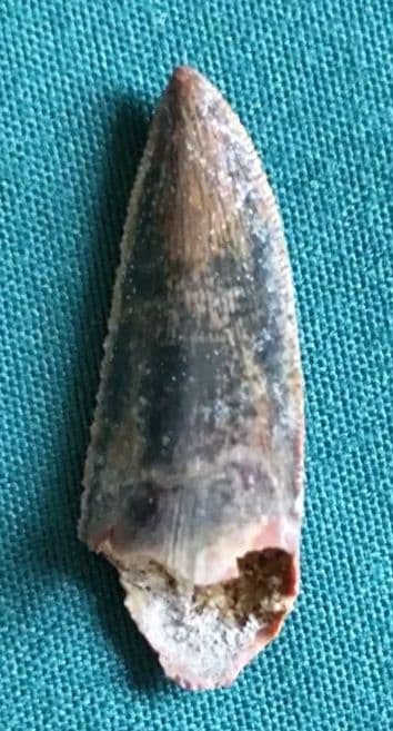 カルカロドントサウルスの歯の化石 カルカロドントサウルスの歯003｜恐竜・化石グッズの専門店 ふぉっしる