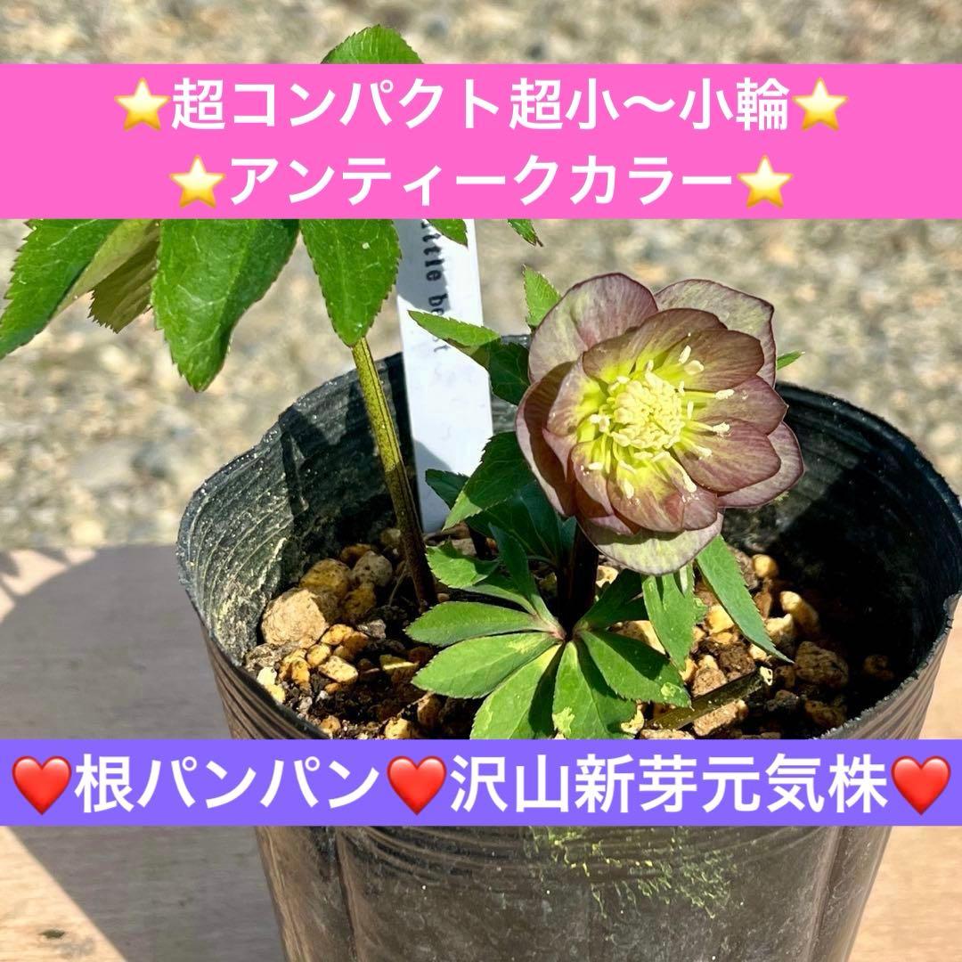 ラ*ク様 ❤️根パンパン❤️沢山新芽元気株❤️3271⭐️超コンパクト超小〜小輪 第596試合 #もぐもぐりかなみ‼️石栗奏美 | OCHA NORMAオフィシャル