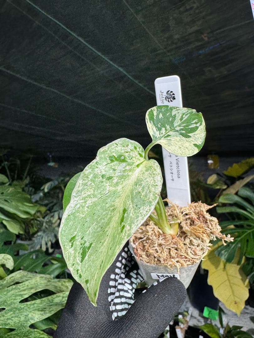 MB16モンステラ　デリシオーサ　ベトシオーサ　2寸ポリポット　ネコポス発送 11モンステラ デリシオーサ ベトシオーサ 2寸ポリポット ネコポス発送