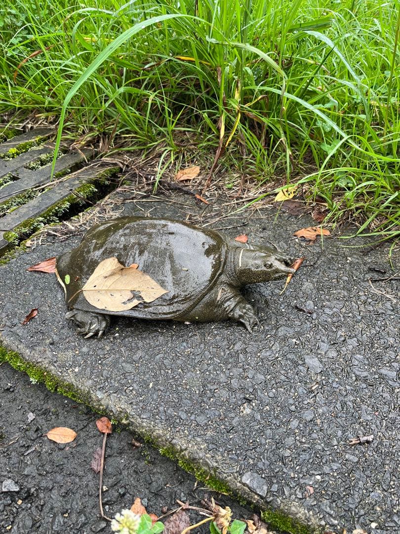 エメラルドです Adidas ZX 10000 x The Simpsons A-ZX Series Krusty Burger Collab