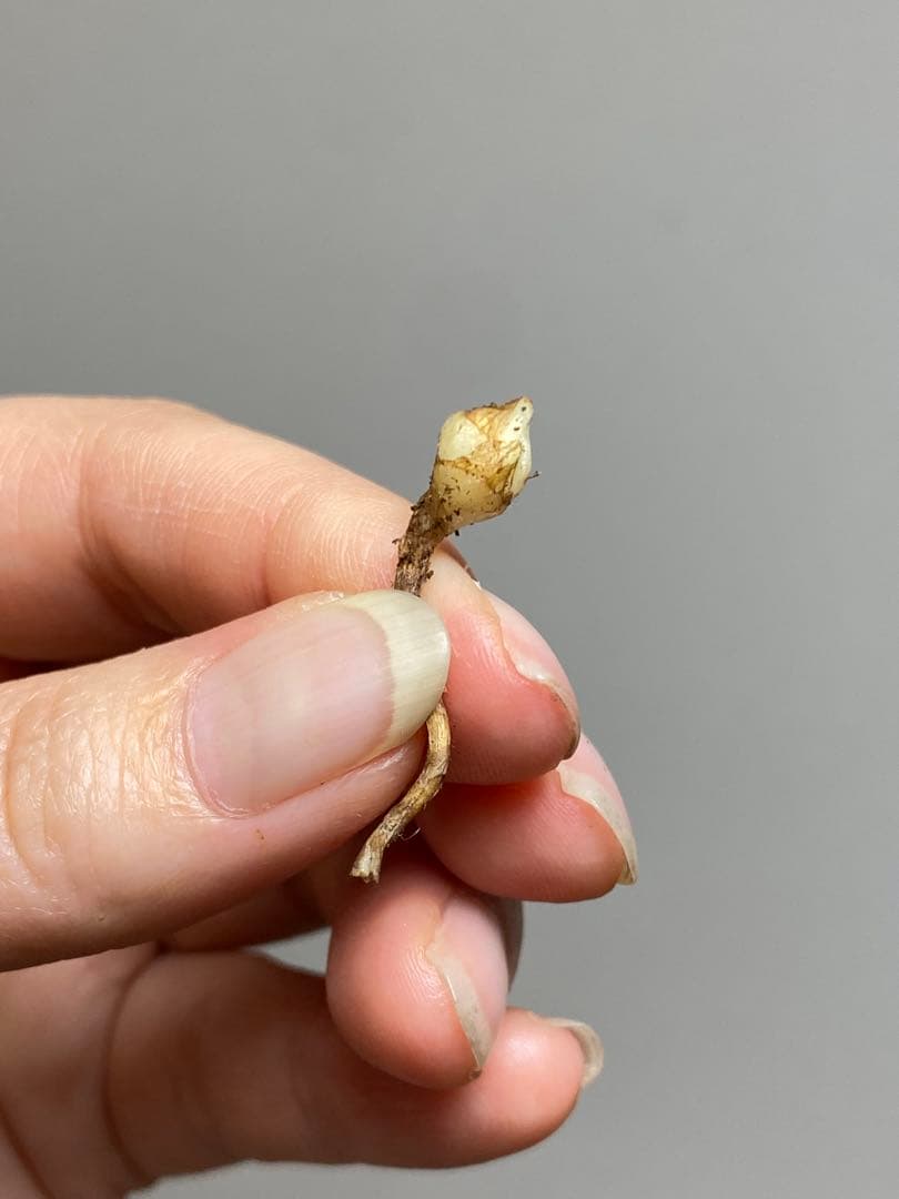 芋✨超希少‼️美株✨】アロカシア シンポ アルボ 斑入り 白斑 レア