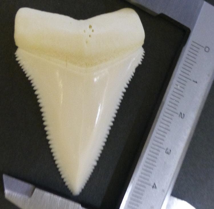 ホホジロザメ（C. carcharias）の歯 (A') 51.3ｍm