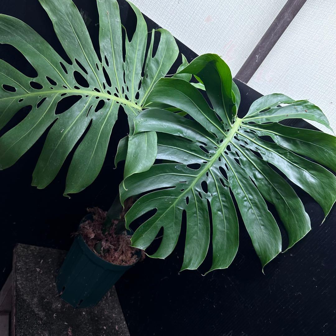 モンステラデリシオーサマクロコズム超希少系統鉢植え65㎝ た*う様 モンステラデリシオーサマクロコズム超希少系統鉢植え