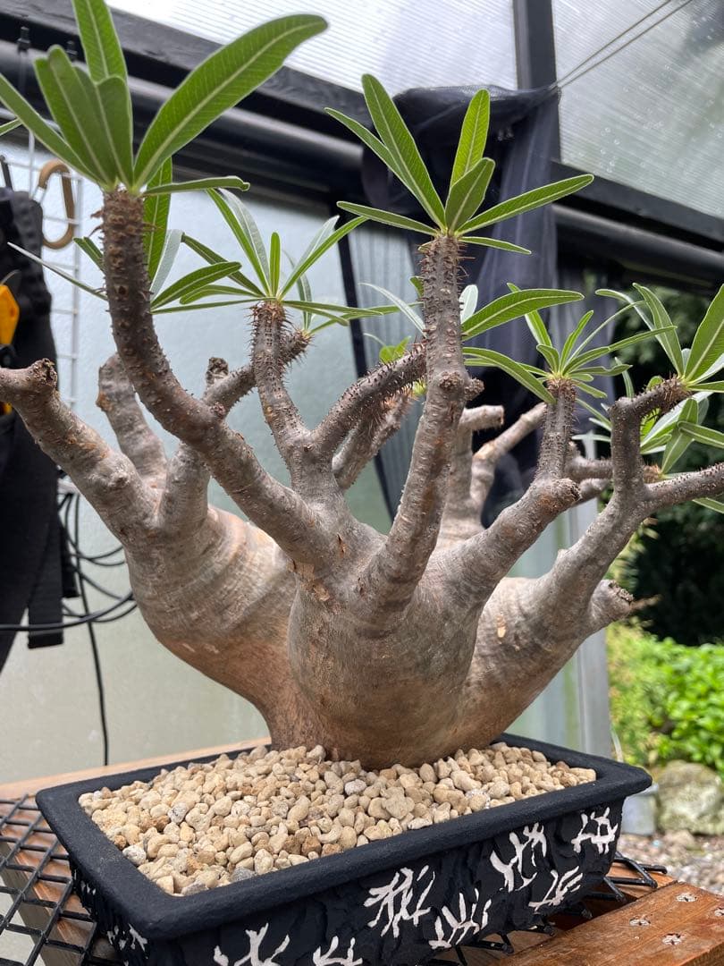 ⑦ エバーフレッシュ 8号 特大苗木最高等級 極太