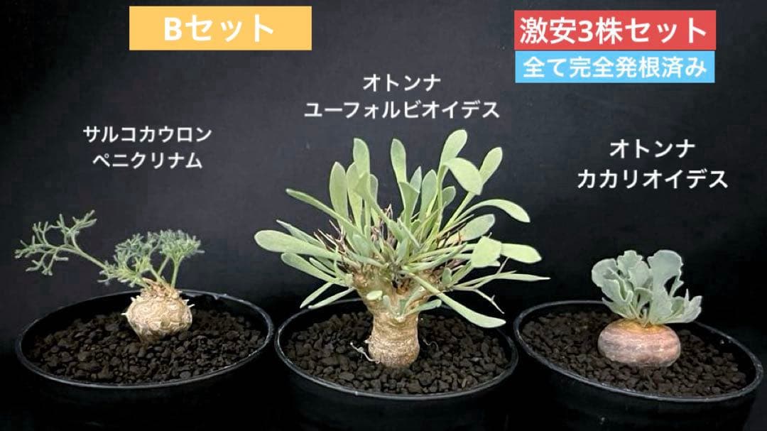 サルコカウロン ペニクリナム ユーフォルビオイデス カカリオイデス 激安セット サルコカウロン ペニクリナムA 大きめサイズ 発根済み - メルカリ