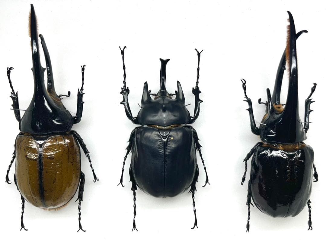 外国産カブト3種　標本　ネプチューン　リッキー　レックス（旧アクティオン） アクティオンゾウカブト（レックスゾウカブト）とは？飼育方法も