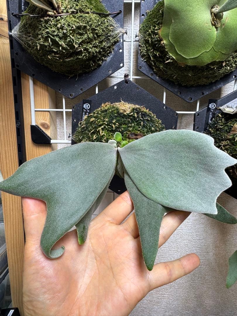 ビカクシダ mix spore Platycerium sp.(mix spore) ビカクシダ ミックススポア ビカクシダ