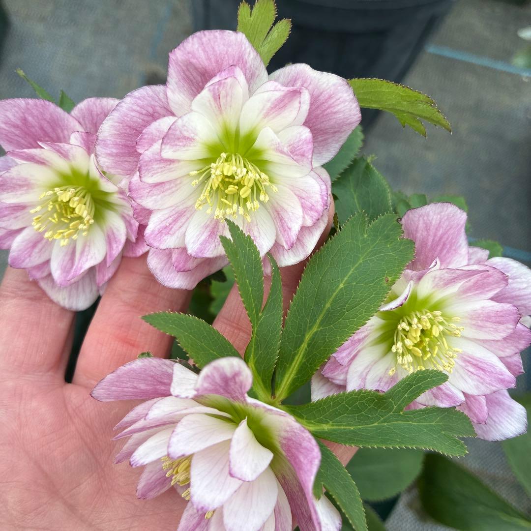 りーちゃん Lyre ライル 83013(3818N) リタちゃん 薄マチトートバッグ | バック