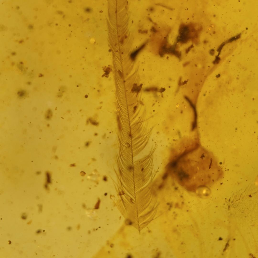 レア極上品羽根TT0091虫入り琥珀化石ミャンマーカムティかタナイ9900万年前 ZB340虫入り琥珀化石 ミャンマー カムティかタナイ産 9900万年前