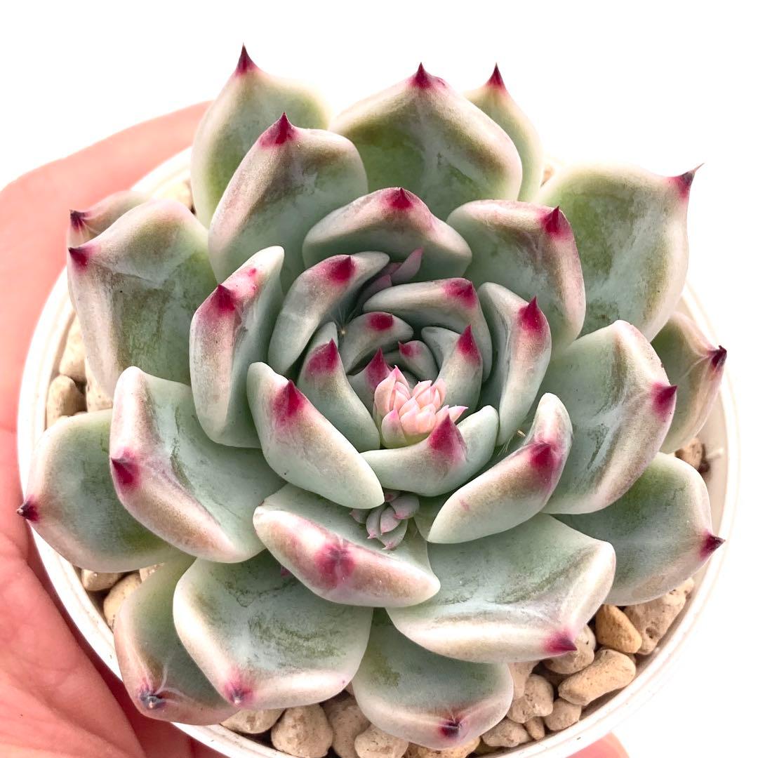 極上苗】青札 リンゼアナ×そわそわ 多肉植物 おらいさん 自家繁殖苗