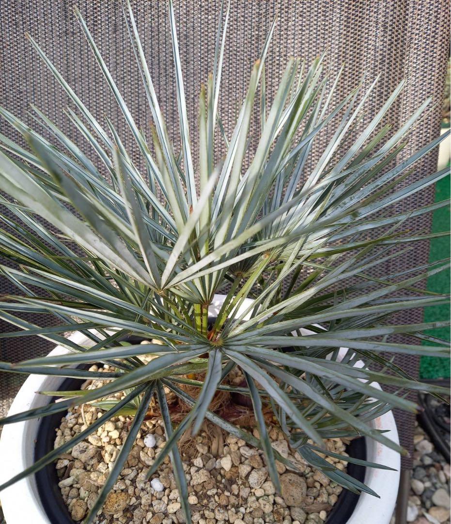 チャメロップス フミリス セリフェラ 希少 チャメロプス チャメロップス フミリス セリフェラ 80㎝ シルバー