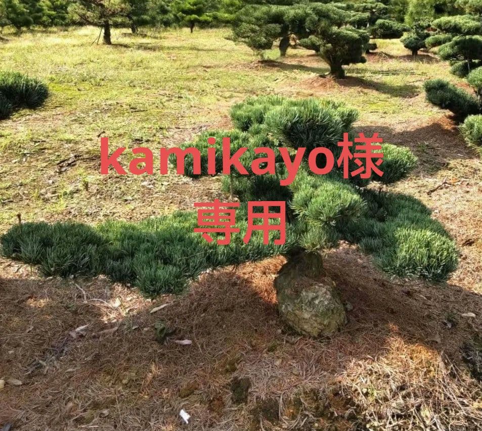 八房 五葉松 鉢植えサイズ ◆ 引き取り限定価格❗️ 専用商品】八房五葉松 9鉢セット - メルカリ