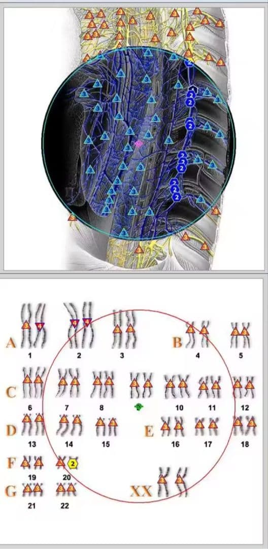 期間限定セール☆波動測定器18D NLS メタトロン ニュースキャン