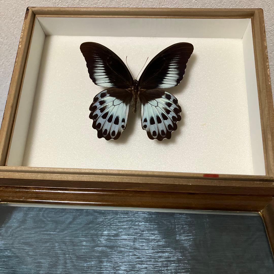 テンジクアゲハ CBM-ZI_160637.jpg