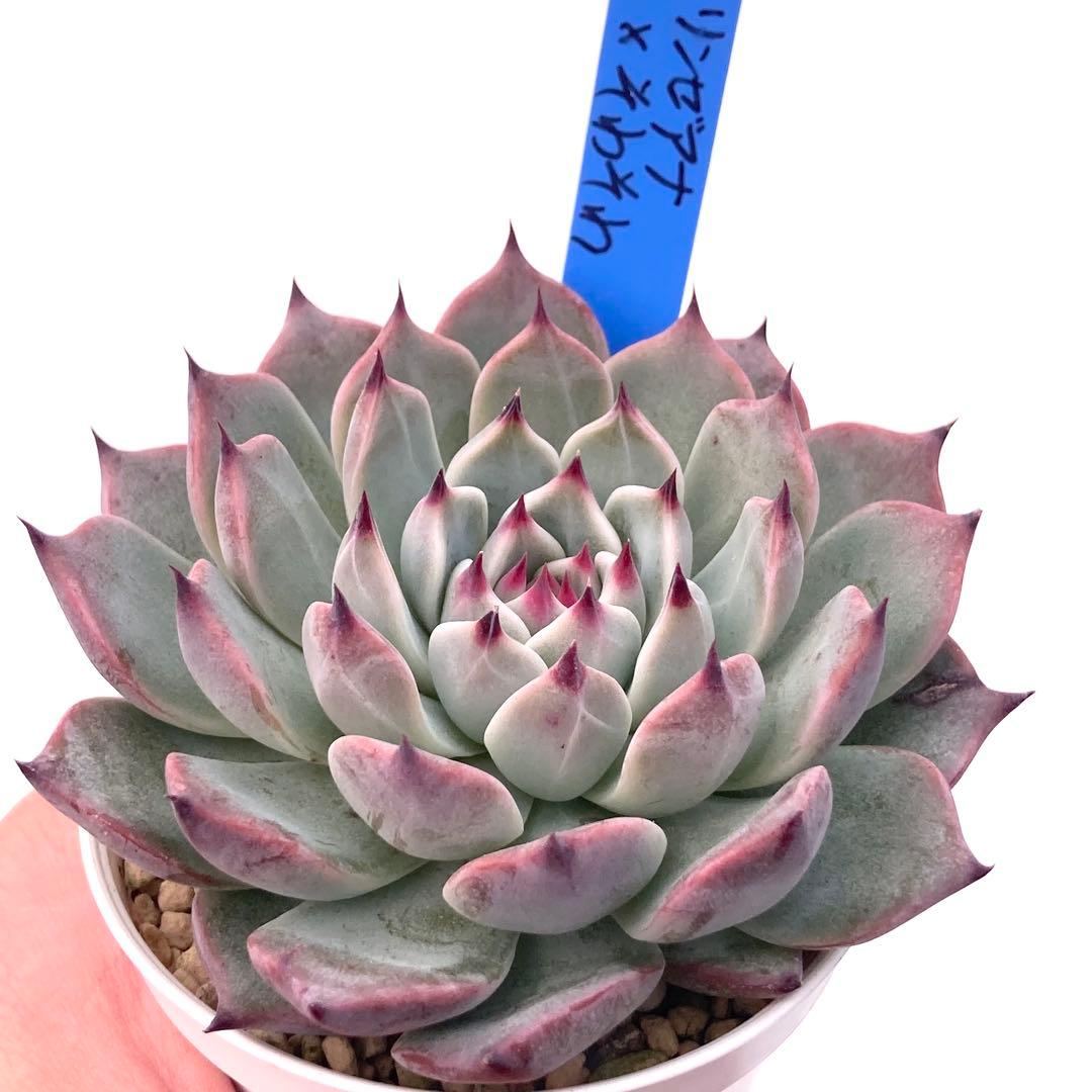 K*s様 【極上苗】青札 リンゼアナ×そわそわ 多肉植物 おらいさん 自家