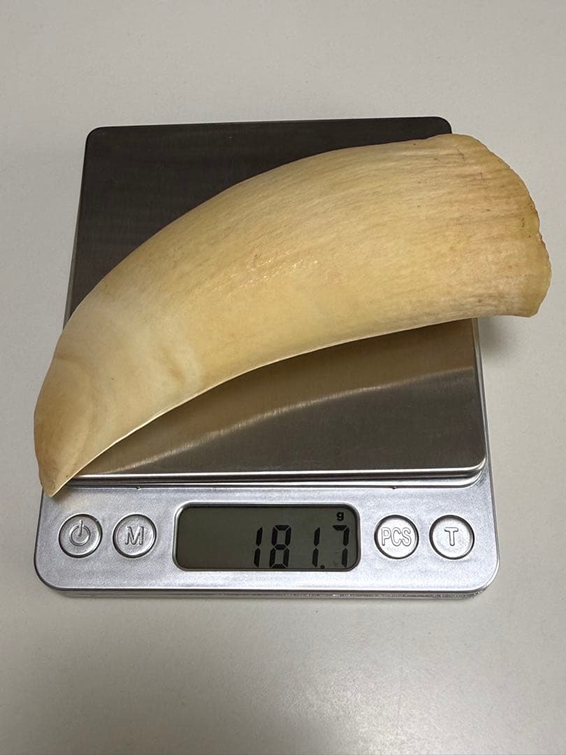 O*)様 天然素材 マッコウクジラ 歯 重さ181g 根付 鯨歯 印材 置物 彫 天然素材 マッコウクジラ 歯 重さ181g 根付 鯨歯 印材 置物 彫刻材料