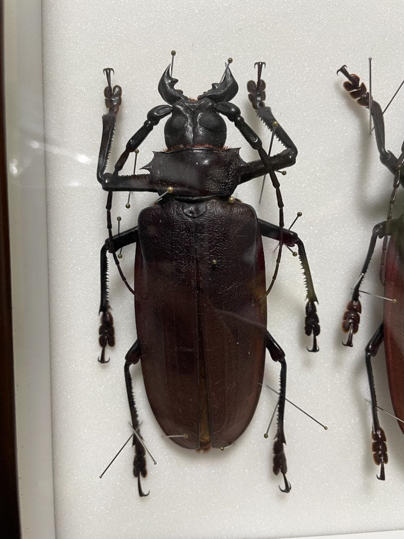 ペルー産　タイタンオオウスバカミキリ　標本 世界最大のカミキリムシ タイタンオオウスバカミキリの写真素材