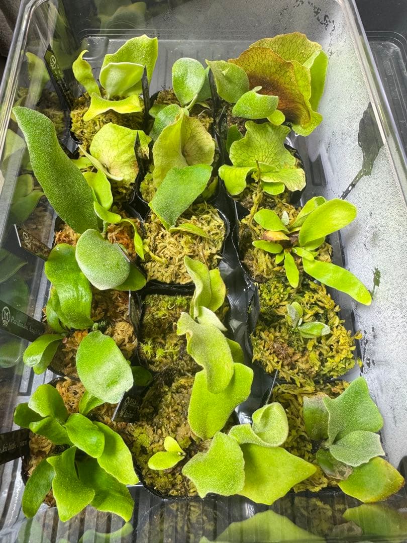 ビカクシダ 15種 楽天市場】観葉植物/ビカクシダ（コウモリラン）：バイーア 斑入り