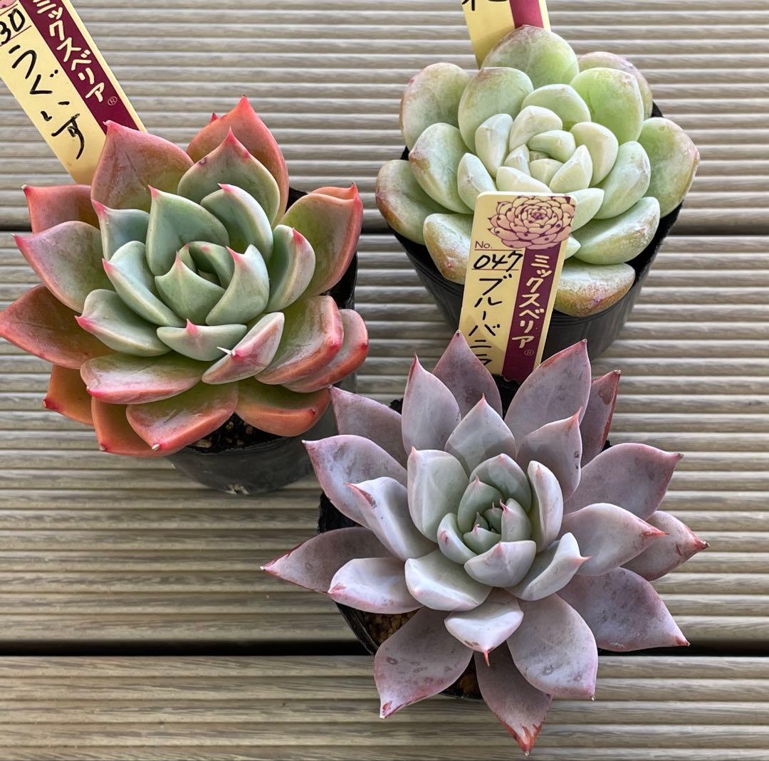 うぐいす　雲の花　ブルーバニラ　札付き　おらいさんミックスベリア　多肉植物 ミックスベリア｜育てやすい子・難しい子の見分け方と特徴 | ブログ版