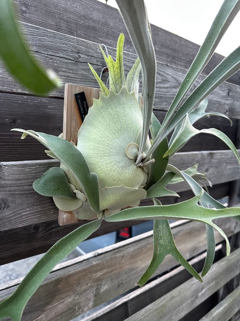 P.veitchii wild Australia OC 親株 群生 Amazon.co.jp: P. veitchii wild Australia ビカクシダ ベイチー 子株