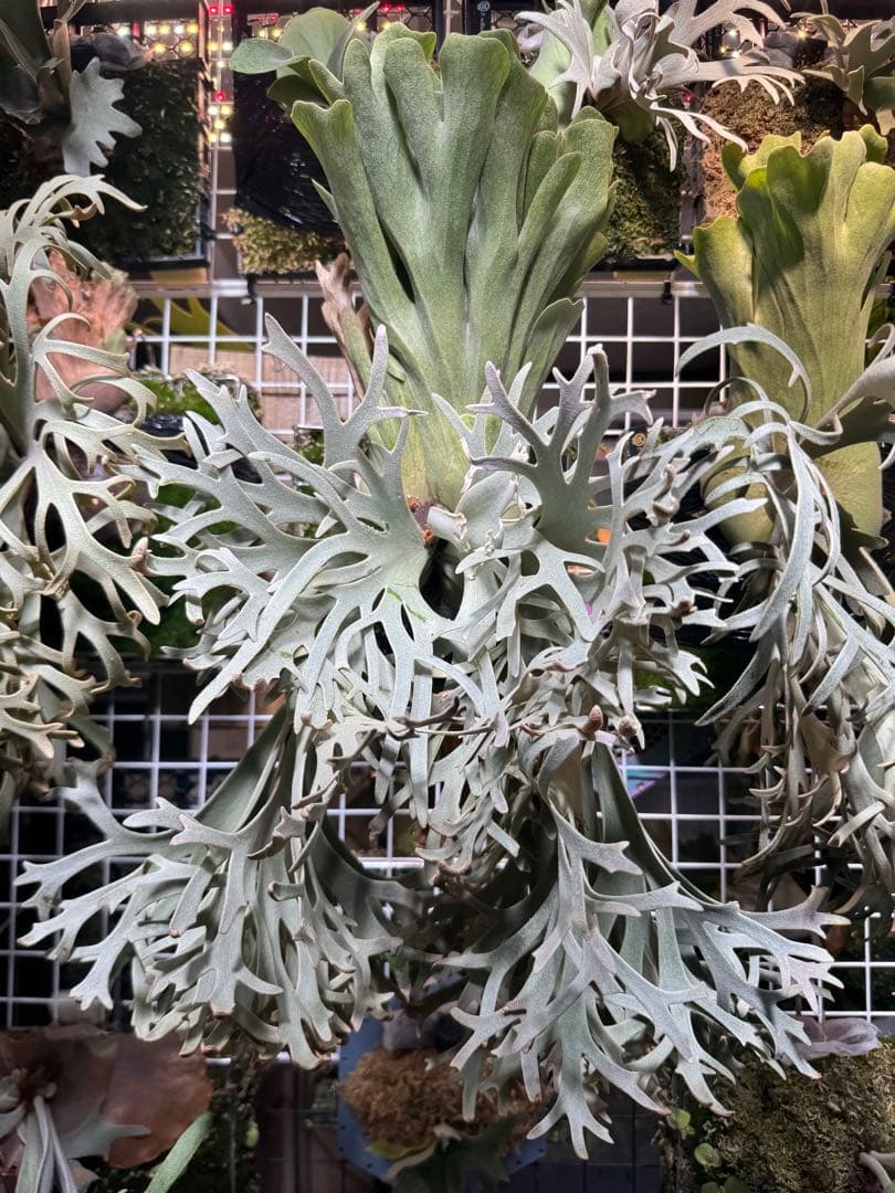 胞子　willinckii cv 伊右衛門　ビカクシダ　② P. willinckii cv. King Kong 胞子葉がしっかり厚く、真っ白な