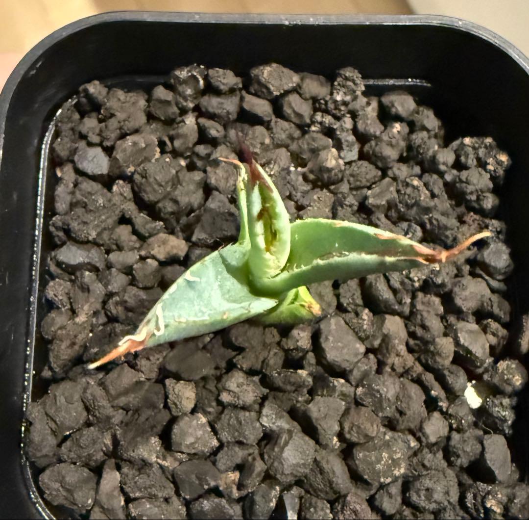 鉢ごと発送】アガベ チタノタ BB × ネバデンシス hyb発根【強陽炎