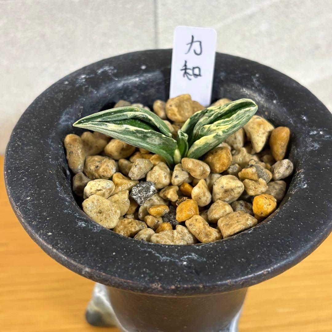 万年青　力和　羅紗系　鉢付き　おもと 特別価格 フラワー・ガーデニング - 万年青 力和 羅紗系 鉢付き - 羅紗